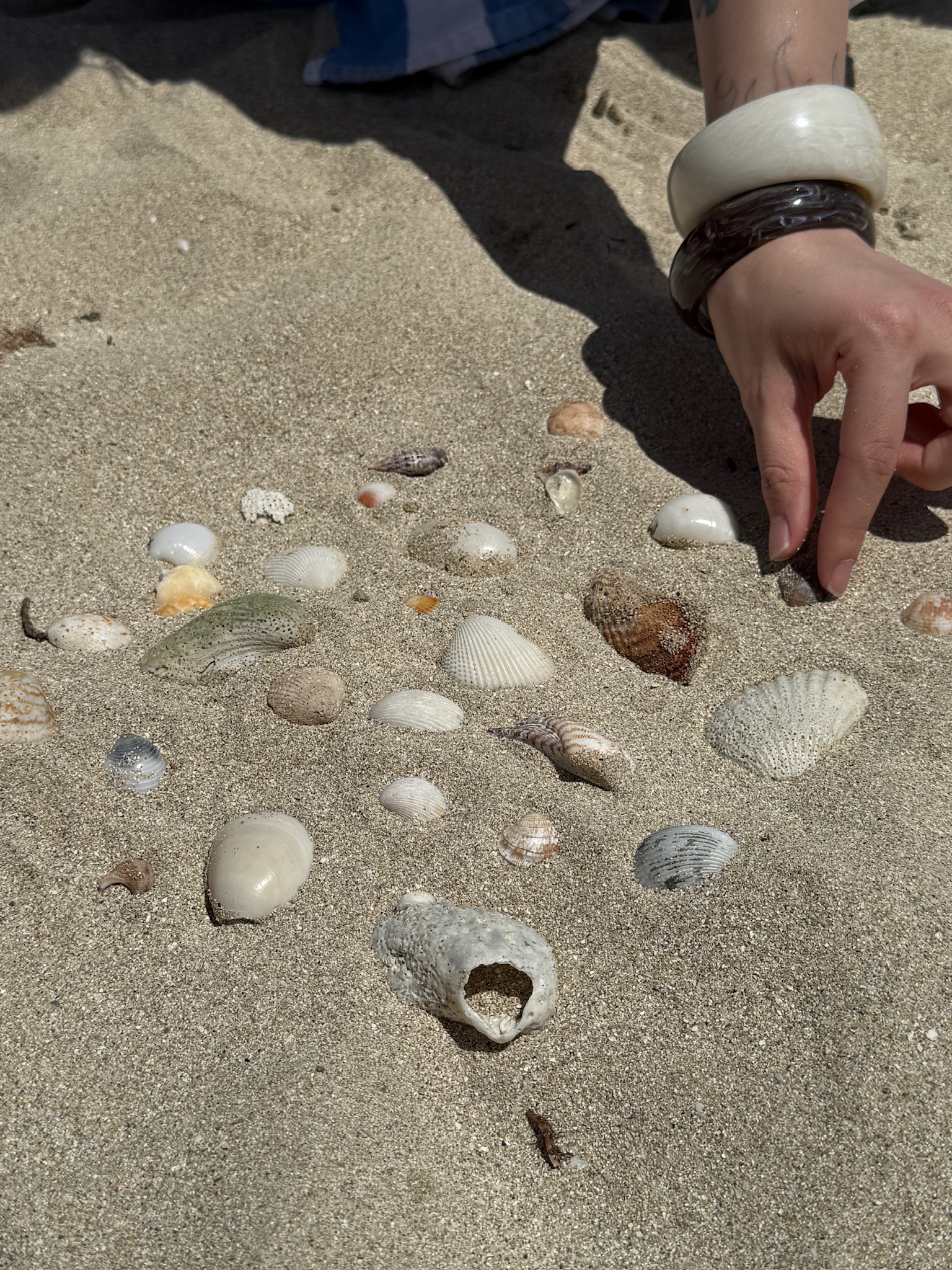 our shell collection